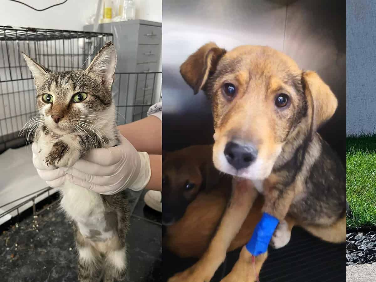 Peste 330 de animale salvate de Animal Life în 2024 și aproape alte 300 au fost adoptate