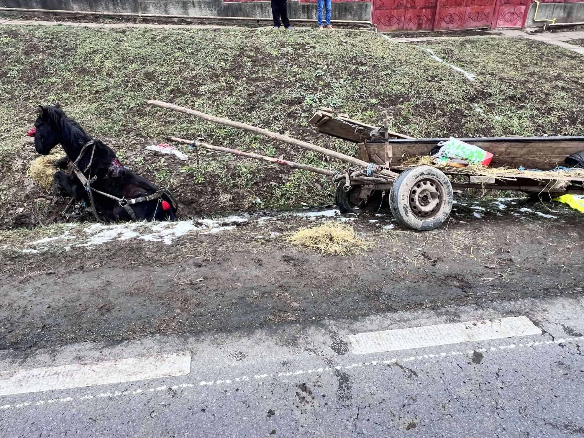 Sibian reținut după ce a bătut cu bestialitate un cal și l-a abandonat pe marginea drumului (foto)