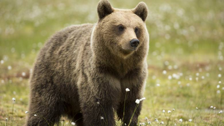 Urs depistat cu trichineloză în nordul județului Sibiu. A fost neutralizat