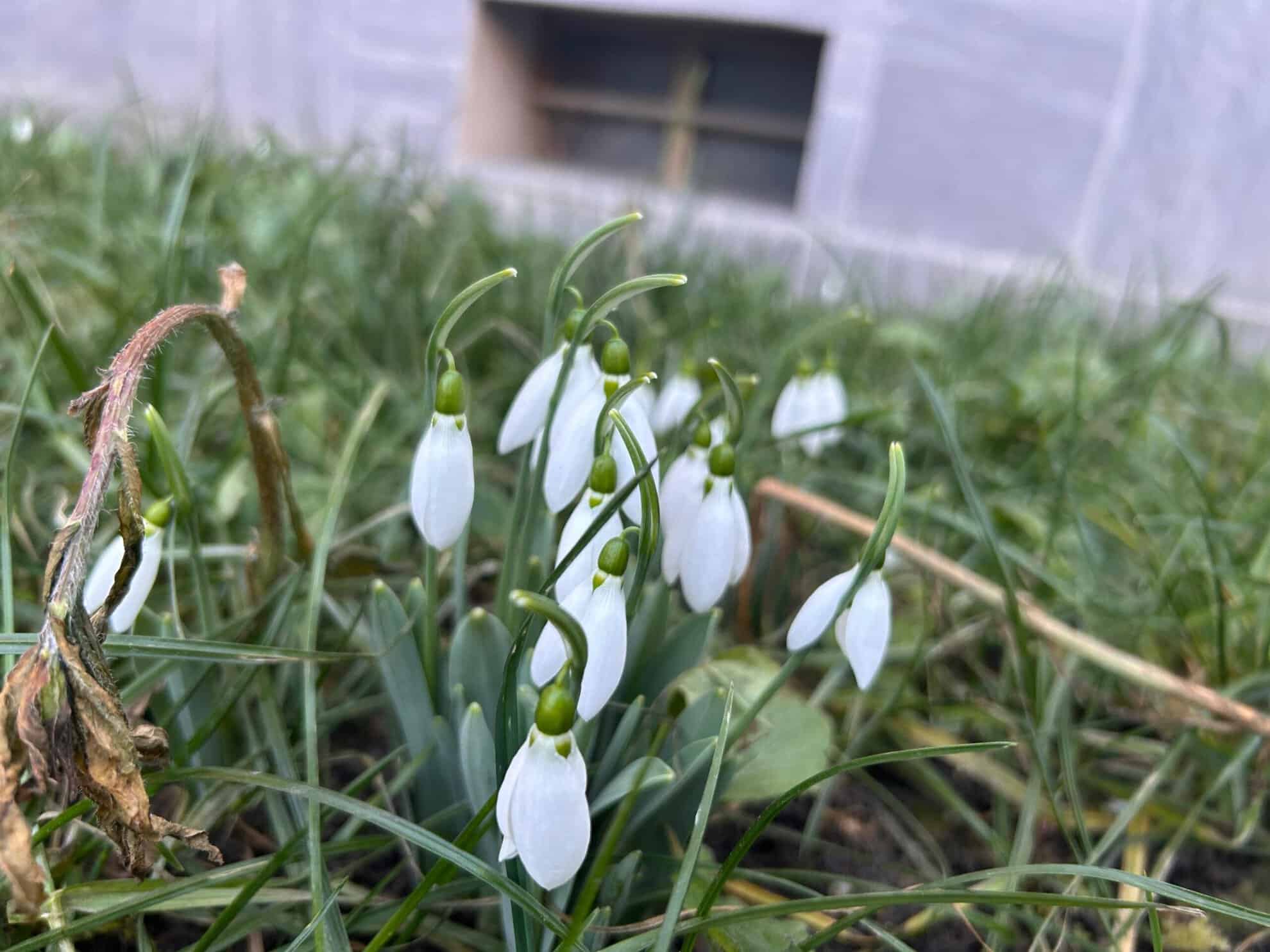 Au apărut primii ghiocei în Sibiu. Pot fi admirați în mai multe cartiere (foto)