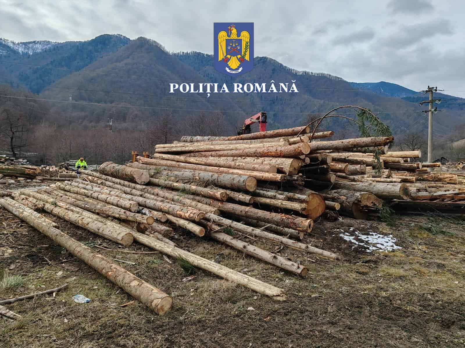 Lemne fără acte descoperite într-un depozit de pe Valea Oltului. Autoritățile le-au confiscat (foto)