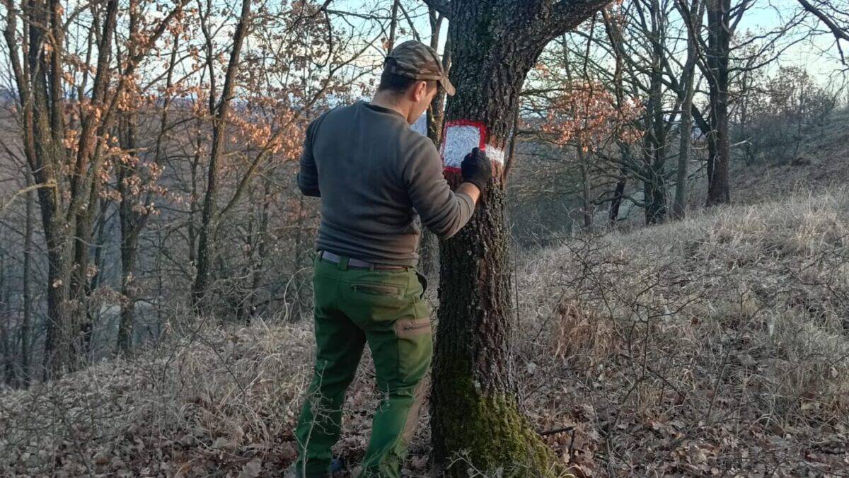 Marcaje reîmprospătate de pădurari pe arborii de la limitele amenajistice ale pădurilor județului Sibiu (foto)