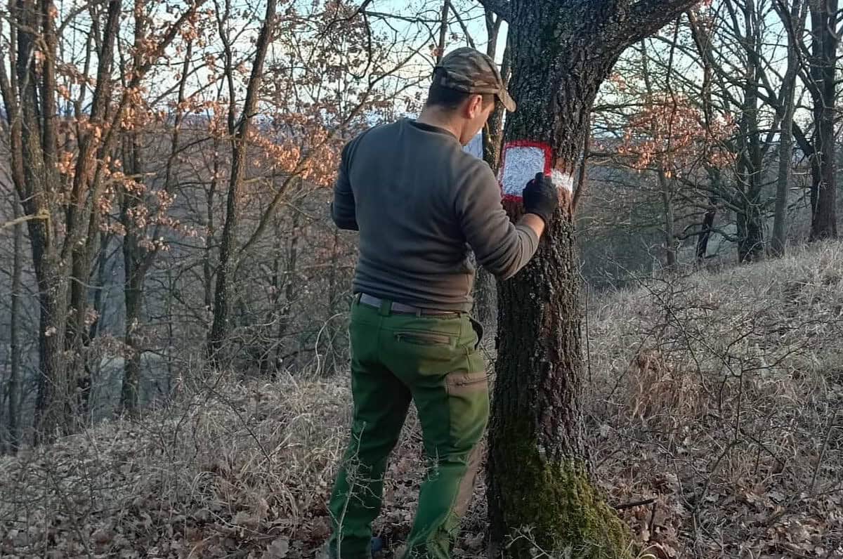 Marcaje reîmprospătate de pădurari pe arborii de la limitele amenajistice ale pădurilor județului Sibiu (foto)