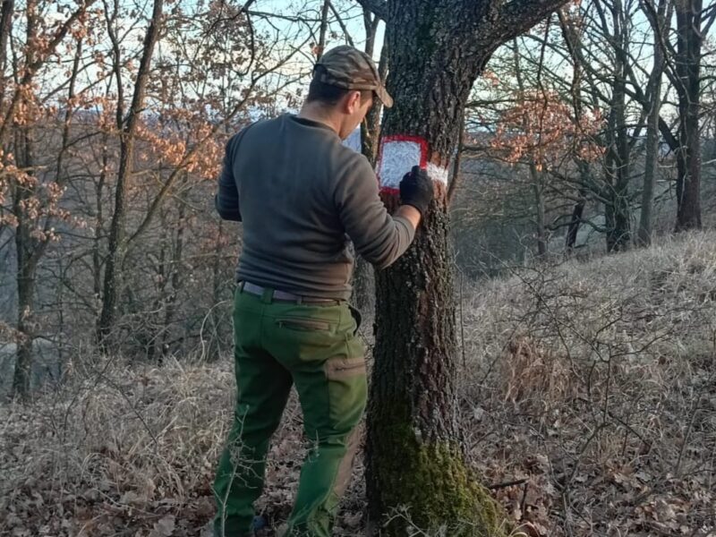 Marcaje reîmprospătate de pădurari pe arborii de la limitele amenajistice ale pădurilor județului Sibiu (foto)