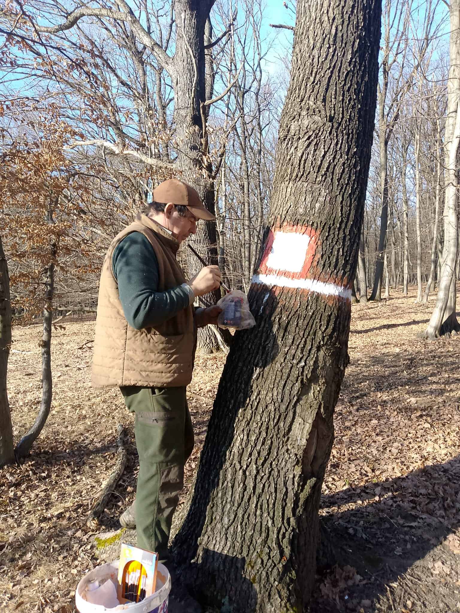 Marcaje reîmprospătate de pădurari pe arborii de la limitele amenajistice ale pădurilor județului Sibiu (foto)