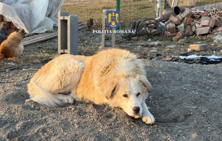 Amendă de peste 25.000 de lei pentru un bărbat care a abandonat un câine pe câmp