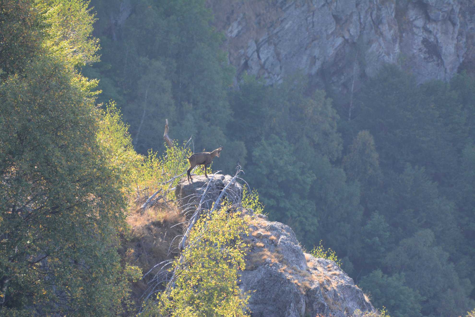 Imagini superbe de pe Valea Oltului. Capră Neagră fotografiată pe crestele munților Cozia (foto)