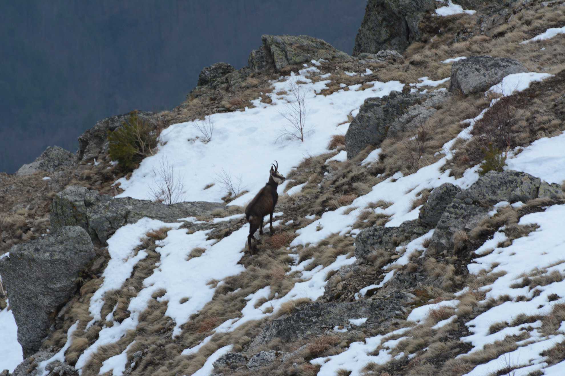 Imagini superbe de pe Valea Oltului. Capră Neagră fotografiată pe crestele munților Cozia (foto)