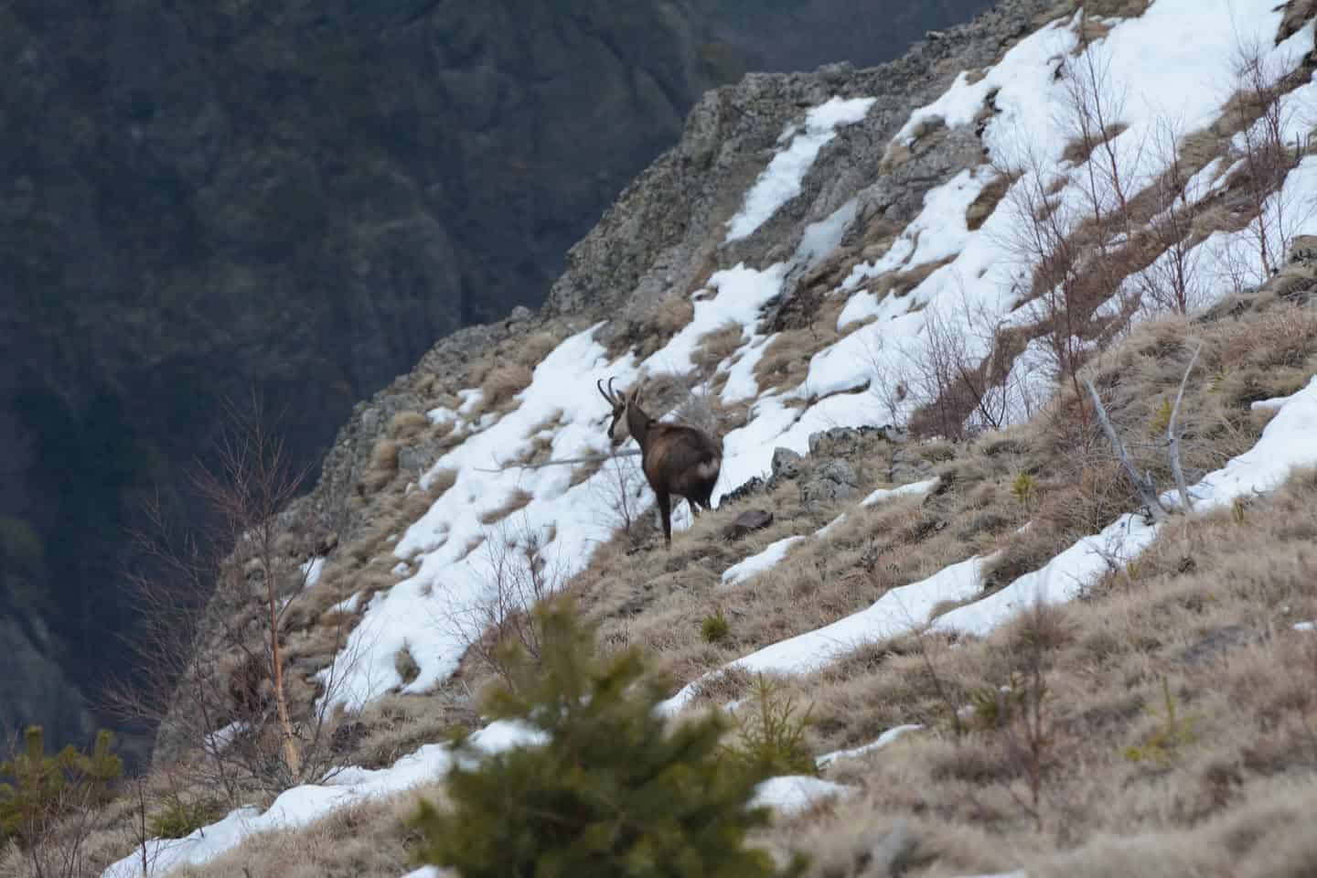 Imagini superbe de pe Valea Oltului. Capră Neagră fotografiată pe crestele munților Cozia (foto)