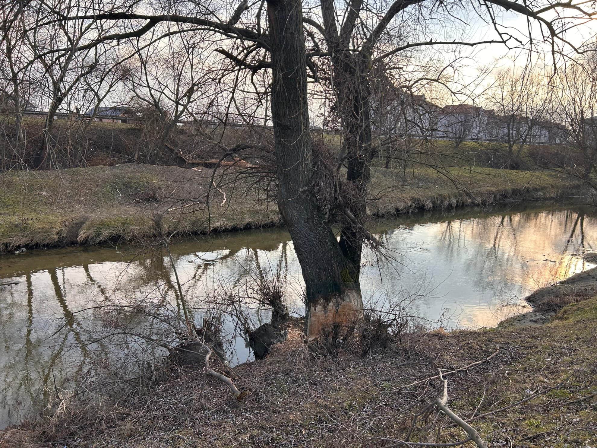 Castorii fac ravagii pe Cibin la Sibiu. Au retezat încă o salcie (foto)