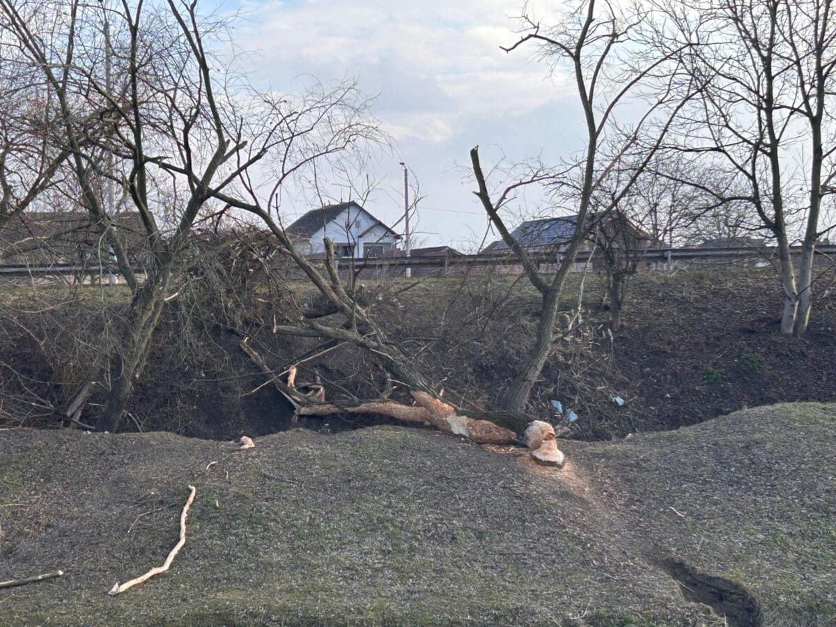 Castorii fac ravagii pe Cibin la Sibiu. Au retezat încă o salcie (foto)