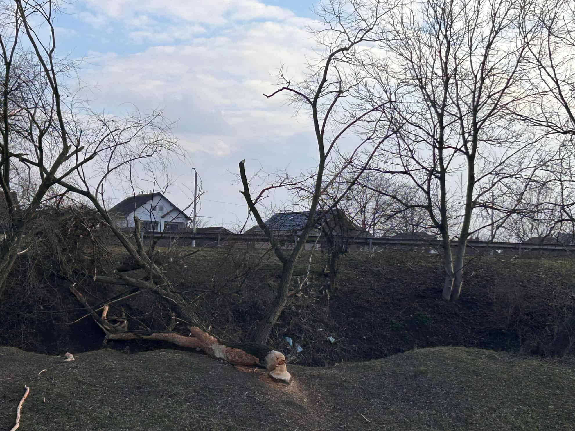 Castorii fac ravagii pe Cibin la Sibiu. Au retezat încă o salcie (foto)