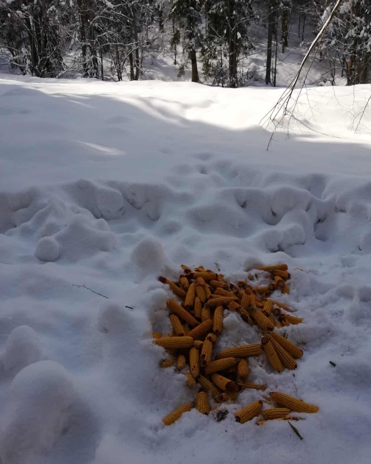 Animalele sălbatice din pădurile Sibiului, ajutate să treacă peste iarnă. Silvicultorii le-au dus hrană (foto)