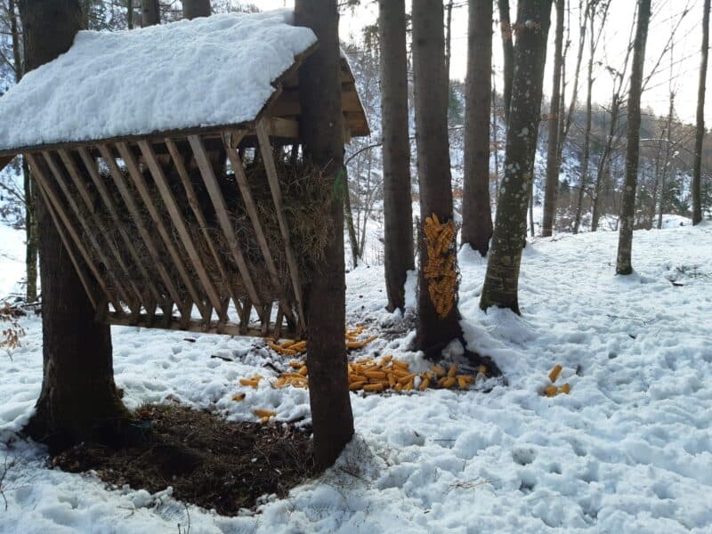 Animalele sălbatice din pădurile Sibiului, ajutate să treacă peste iarnă. Silvicultorii le-au dus hrană (foto)