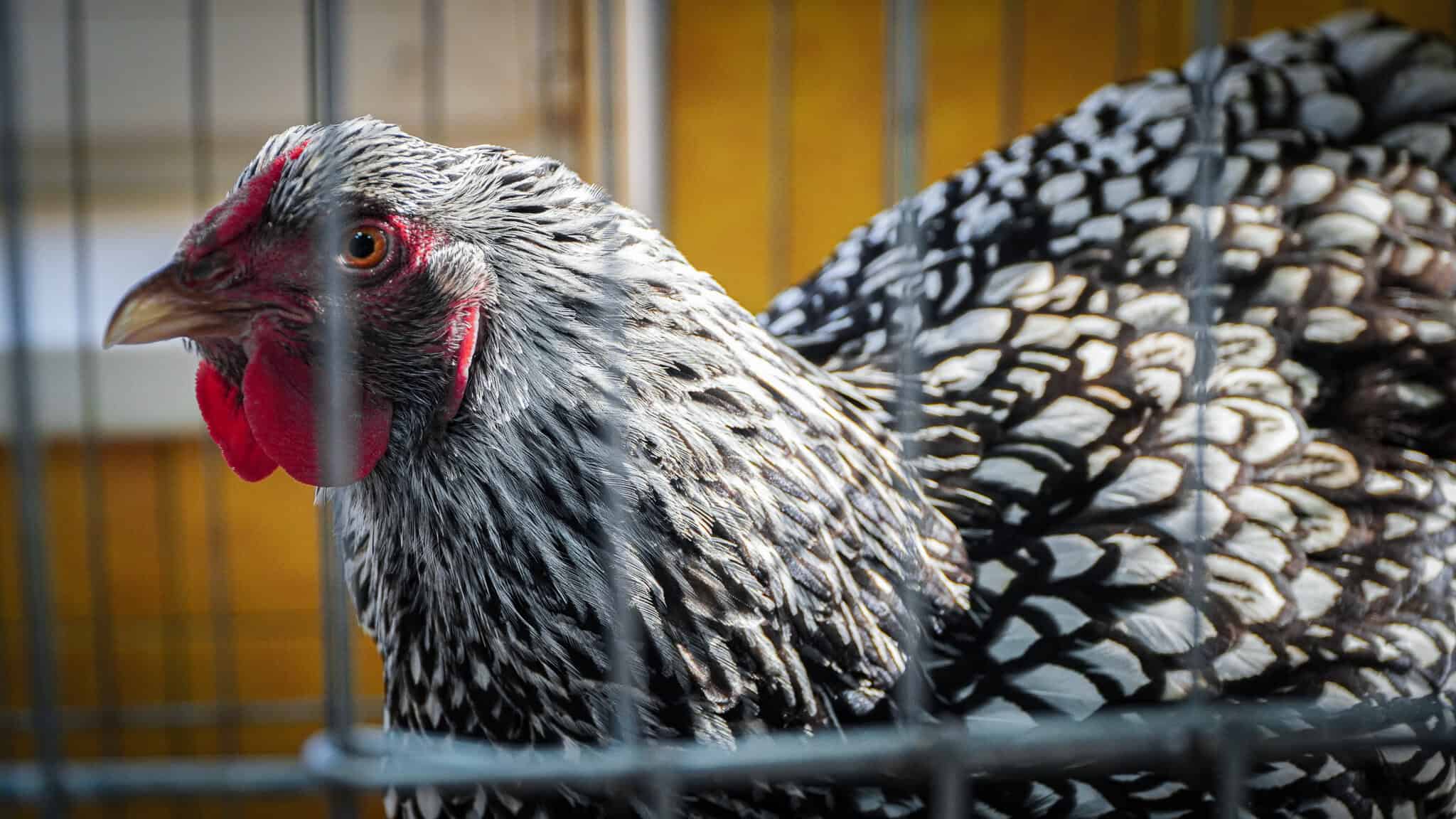 Cele mai făloase păsări și cei mai frumoși iepuri din România, au ajuns la Sibiu. „Nu este o afacere, este o dragoste” (foto,video)