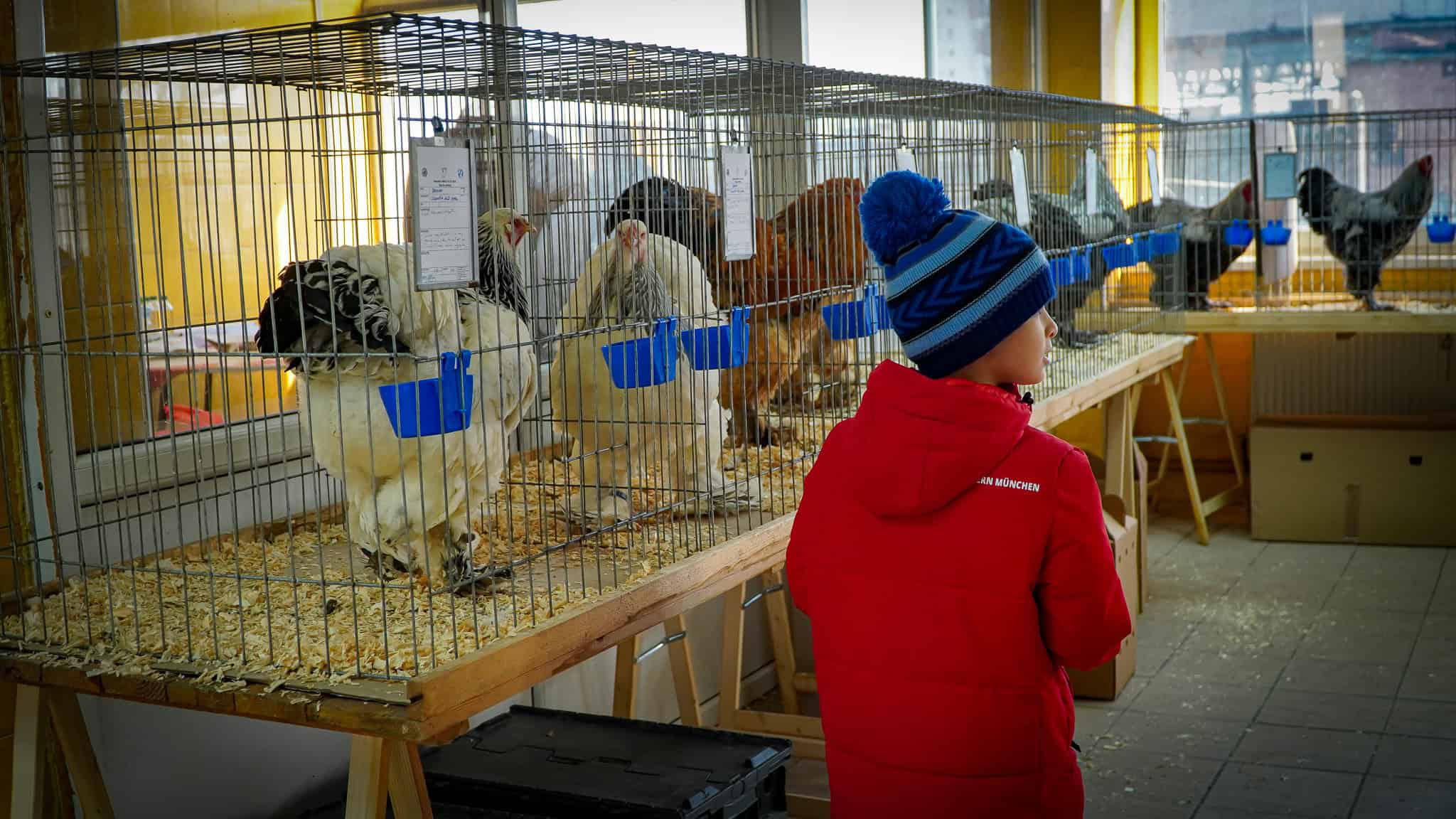 Cele mai făloase păsări și cei mai frumoși iepuri din România, au ajuns la Sibiu. „Nu este o afacere, este o dragoste” (foto,video)