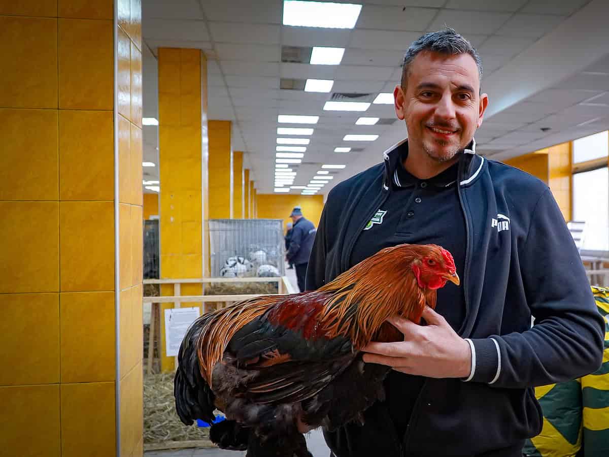 Cele mai făloase păsări și cei mai frumoși iepuri din România, au ajuns la Sibiu. „Nu este o afacere, este o dragoste” (foto,video)