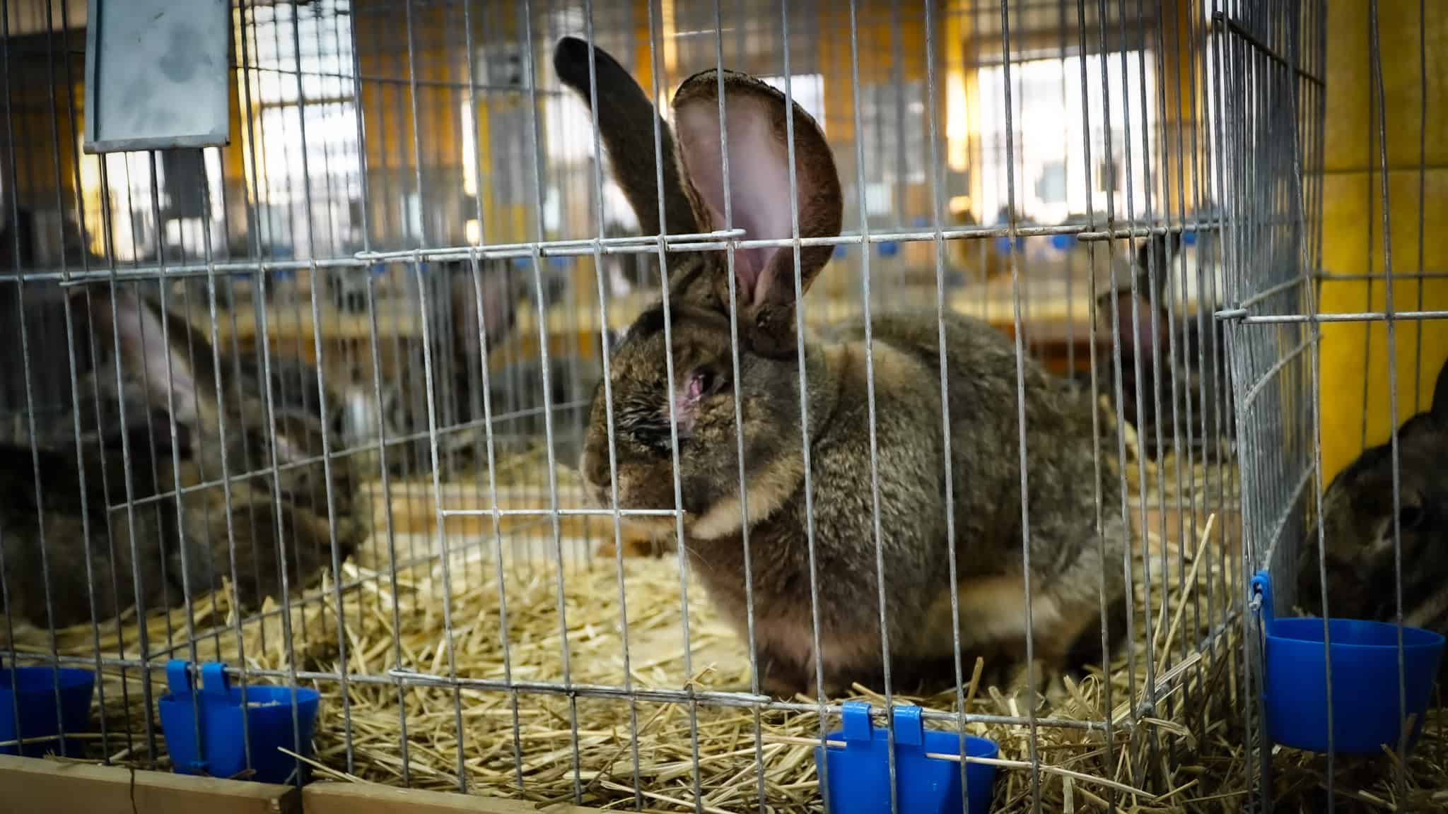 Cele mai făloase păsări și cei mai frumoși iepuri din România, au ajuns la Sibiu. „Nu este o afacere, este o dragoste” (foto,video)