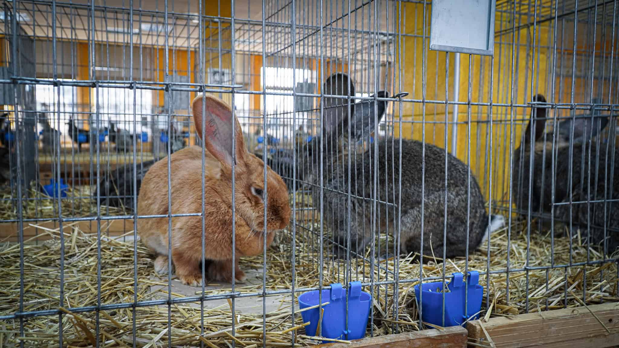 Cele mai făloase păsări și cei mai frumoși iepuri din România, au ajuns la Sibiu. „Nu este o afacere, este o dragoste” (foto,video)