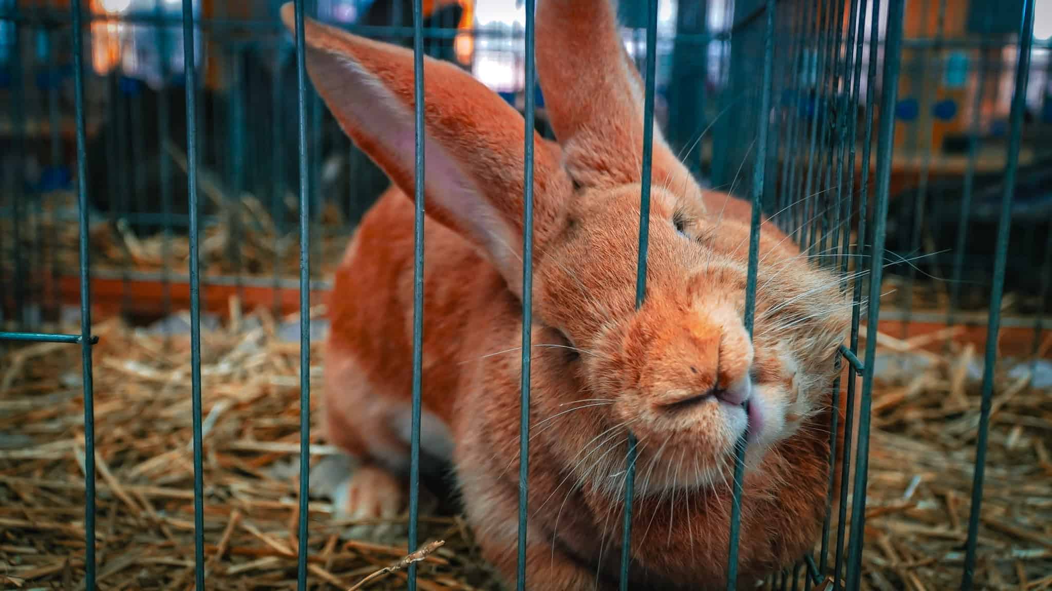 Cele mai făloase păsări și cei mai frumoși iepuri din România, au ajuns la Sibiu. „Nu este o afacere, este o dragoste” (foto,video)